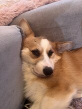 あんころもち&nbsp;よもぎもち 副店長