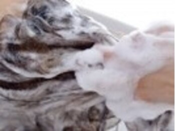 ラフィンハーツ(Laughing h's)の写真/癒し×心身ケア＆メンテナンスが可能☆ここでしか体感できない究極のヘッドスパをご提供しております。