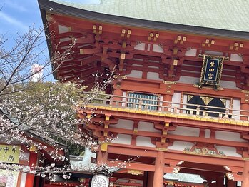 サクラ(Sakura)/神戸の生田神社