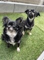 サニーサイド ウィズ マキア 茅ヶ崎店(Sunnyside with MAQUIA)&nbsp;可愛い愛犬チワワちゃんです(*^^*)