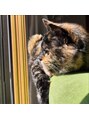 クラシック(CLASSIC) 癒しの愛猫です♪わがままボディーが最高です。横顔が美しいです