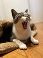 ラピス(Lapis) 猫好き。
