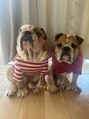 シロ(shiro) 愛犬のイングリッシュブルドッグ!