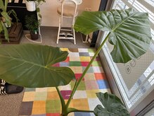 整体 勝鶴の雰囲気(【伸び盛り クワズイモ】)