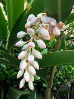 スゥー(zzz...)/沖縄のハーブの王様、『月桃』