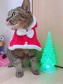 福山整骨院&nbsp;猫を飼ってます。名前は”銀”ぎんちゃんです。