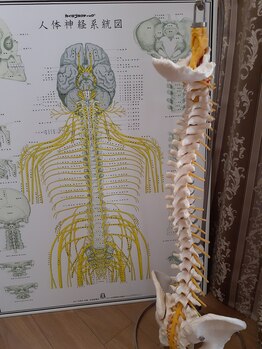 アンバー(Amber)/人体神経系図・骨格模型