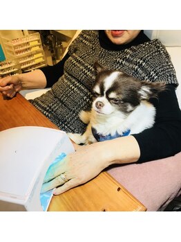 アイラッシュアンドネイル シエル(Ciel)/ネイルを見守る看板犬チャム