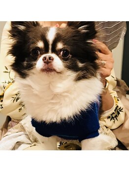 アイラッシュアンドネイル シエル(Ciel)/冬仕様のモコモコ、看板犬チャム