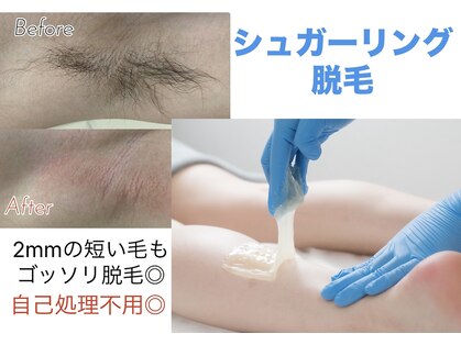 ワカバ(Wakaba)の写真