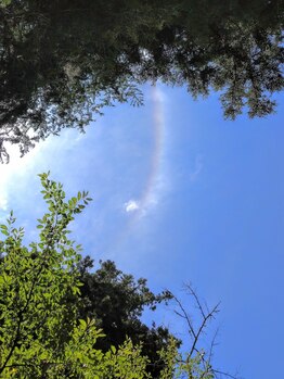 こうのせいたい/8/11お休み 有難うございました