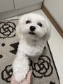 アンジェリカミッシェル 仙台店&nbsp;愛犬のももくんです！