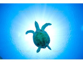 ハワイアンフォレストSpa 新横浜店/セラピストになりませんか？