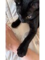 ルーチェ(Luce) 実家で飼っている猫ちゃんです。とっても可愛い♪