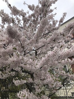 ソワンド ルバンシュ/今年の桜。