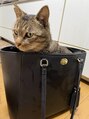 サロン ド ベル(salon de bell)&nbsp;動物好きです！実家で猫2匹、犬1匹飼ってます！