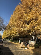 ティーケーエム エンザイム スパ(TKM Enzyme Spa)/研修で行った東大銀杏並木