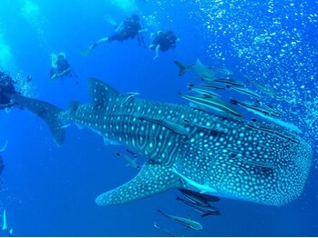 アジアンリラクゼーション ヴィラ 大橋店(asian relaxation villa)/タイ；ダイビング