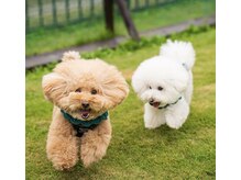 メル(mer.)の雰囲気(犬が2匹います。たまに鳴き声が聞こえてしまうかもしれません。)