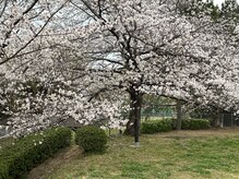 ヨサパーク エリー 富雄(YOSA PARK ellie)/桜満開(^ ^)