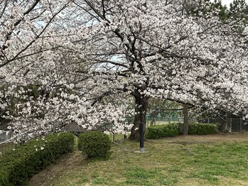 ヨサパーク エリー 富雄(YOSA PARK ellie)/桜満開(^ ^)