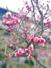 マシュマロハンド/よもぎ蒸し/冷え/むくみ改善