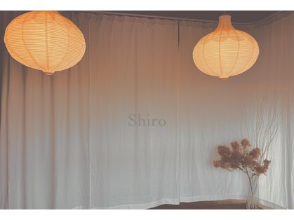 シロ(shiro)の写真