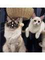 プラスアイ 船橋南口店 我が家の愛猫です☆動物大好きです!