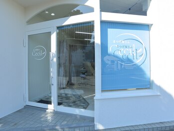 マツゲヤサンセシル(Cecil)