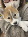 アライブ 西梅田店(ALIVE)&nbsp;タヌキ顔柴犬さん