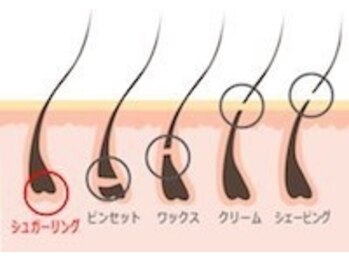 ラミーナ 宇都宮店(La☆Mina)/アレクサンドリアシュガーリング