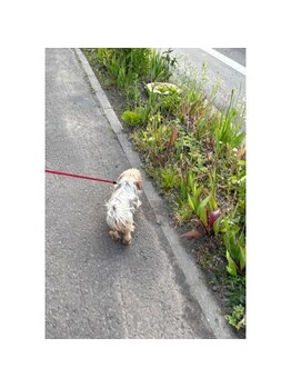 ポノサロン(pono salon)/ワンコお散歩