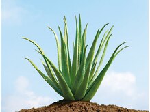 ラピス(Lapis)/デトックスの神☆