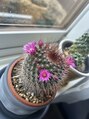 マキア 八戸店(MAQUIA) サボテンなどの植物好きです^^