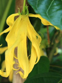 アサヒ(ASAHI)/【香りでうっとりアロマオイル】