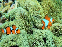 アジアンリラクゼーション ヴィラ 大橋店(asian relaxation villa)/バリ島周辺の離島