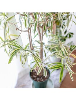 あかり整体/院内は観葉植物を置いてます