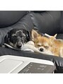 ディーエル ビューティー 新宿店(DL BEAUTY)&nbsp;可愛すぎる愛犬2匹飼ってます^^犬は正義です