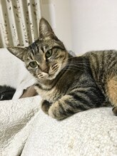 ソワンド ルバンシュ/我が家の猫☆まり。