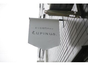 ルピナス(Lupinus.)/外観