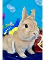アンジェニック(&genic)&nbsp;長男のうさぎさんネザーランドドワーフ※お店にはいません