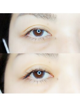 ルピナス(Lupinus)/LEDフラットラッシュ140本