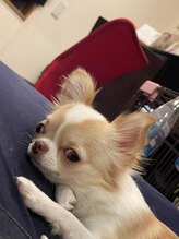 ラピス(Lapis)/あられ店長もお疲れ？？