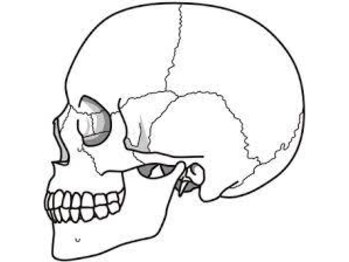 西葛西南口鍼灸整骨院/頭蓋骨矯正の施術箇所