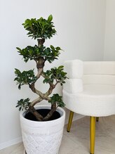 ナラ 都城店(nala.)/ガジュマルさんご来店♪