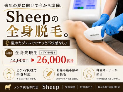 シープ(Sheep)の写真