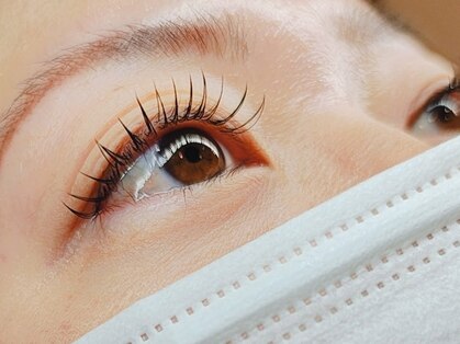 ベリス(Bellis)の写真