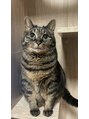リスタ(Resta)&nbsp;雑種でキジトラネコを飼っています動物好きの方お話しましょう♪