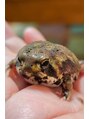 ここつ漢方薬店 二俣川院&nbsp;アメフクラガエルのくるぶし君です。めちゃくちゃ癒されます(^^)