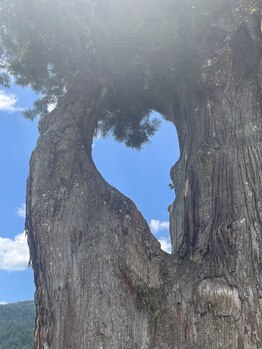 チェッコリ(CHECCOLY)/love